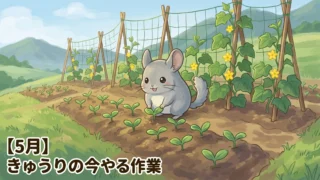 【5月】きゅうりの今やる作業ぜんぶ｜山の畑で押さえる定植と整枝のコツ