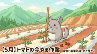 【5月】トマトの今やる作業ぜんぶ|山の畑で押さえる3つのタスクと肥料のコツ